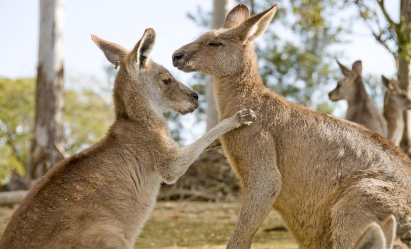 Sunshine Coast and Zoo