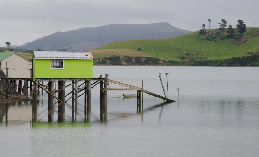 Otago Harbor Wildlife Cruise  (Careys Bay, Taiaroa Head)