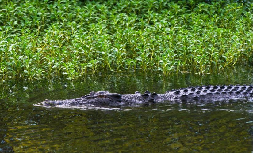 Darwin Jumping Crocodiles Wetlands Cruise