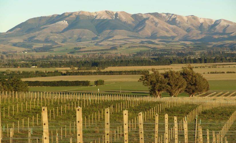 Christchurch City, Waipara Wine & Sheep Farm Experience
