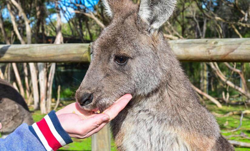 Aussie Wildlife Sanctuary and Sightseeing with Wine Lunch