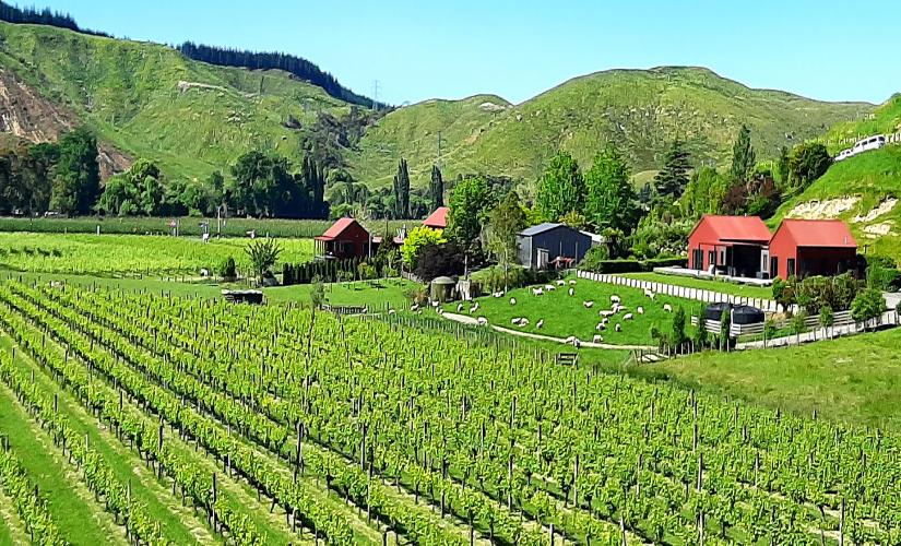 Napier Art Deco and Te Mata Peak with Wine Tasting