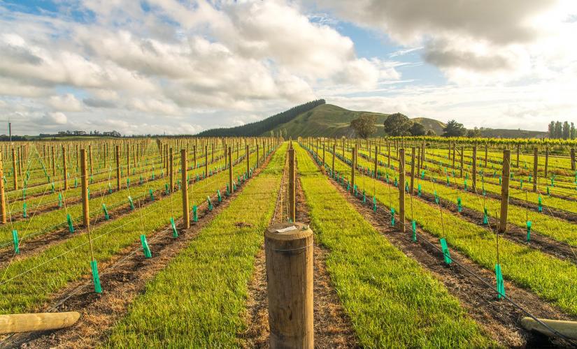 Hawkeâ€™s Bay Wine, Sights and Napier Art Deco