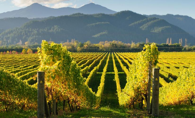 Marlborough Wine