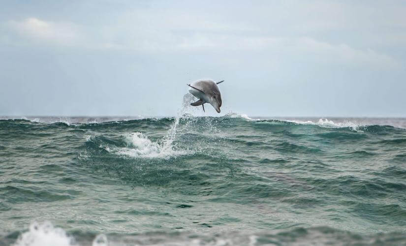 Post Cruise Port Stephens Dolphin Watching and Scenic Drive from Sydney