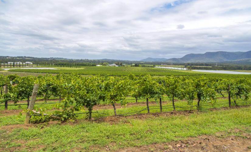 Post Cruise Hunter Valley Wine Tasting Experience