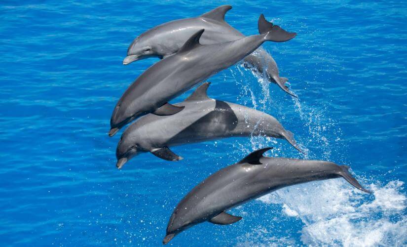 Port Stephens Dolphin Watching and Scenic Drive from Sydney (Hotel Guests)