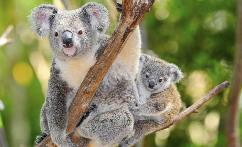Taronga Zoo Wild Australia Experience Tour in Sydney (Australian Bilby, Ringtailed Possums)