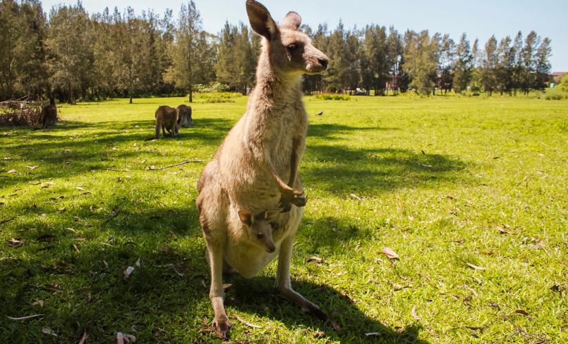 Ultimate Aussie Backyard Experience in Sydney