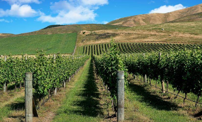 Half Day Best of Martinborough Wineries