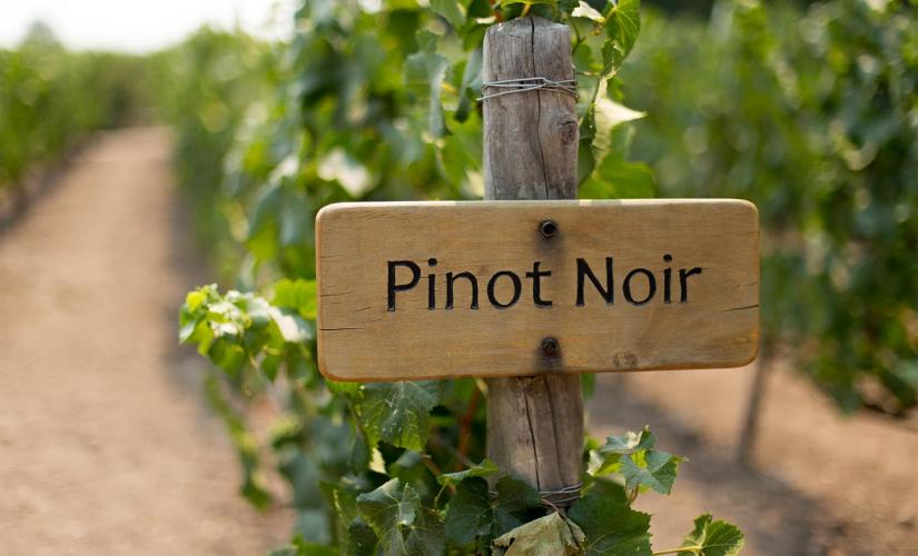 Martinborough Wine Tasting Extravaganza