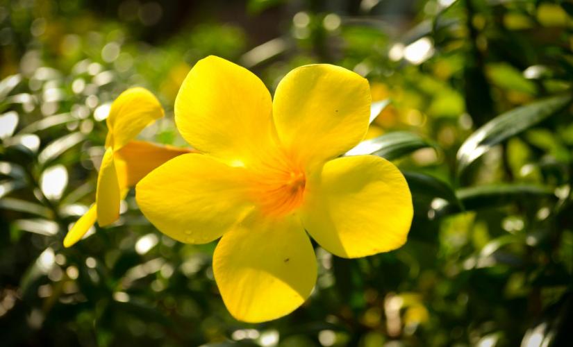 Arts in the Gardens Tour