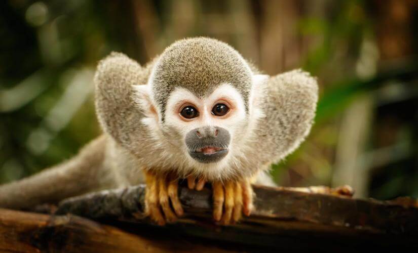 Squirrel Monkey Encounter and Horseback Riding with Lunch from Taino Bay