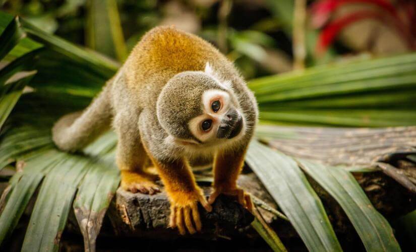 Puerto Plata Squirrel Monkey Encounter with Lunch