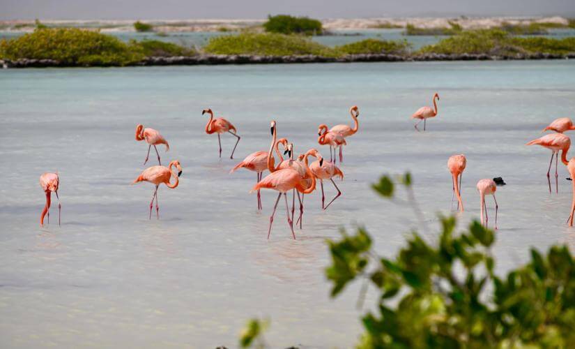 Small Group Mangrove Wildlife Experience with Flamingo Viewing