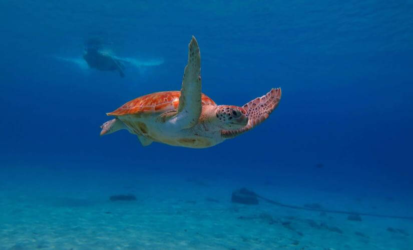 Bonaire Swim and Snorkel Adventure