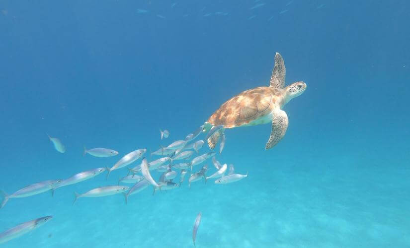 Barbados Wildlife, Surf, and Turtle Snorkel