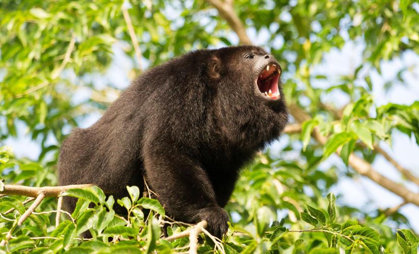 Baboon Sanctuary and Jeep Adventure