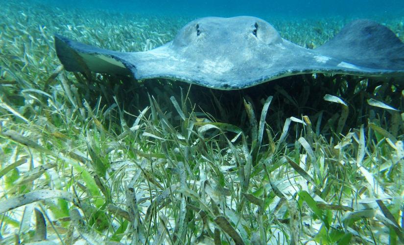 Shark Ray Alley and Caye Caulker Beach Break by Boat