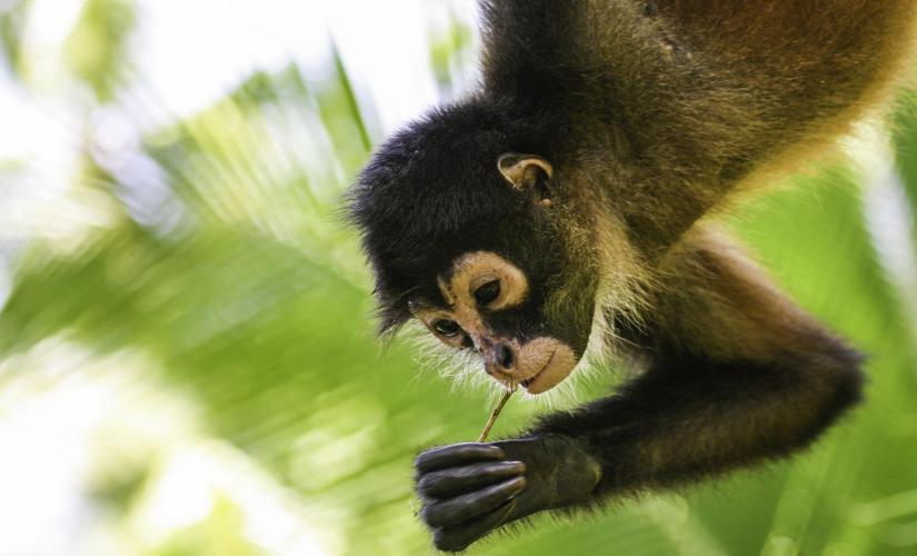 Belize City and Zoo Combo Shore Excursion Tour