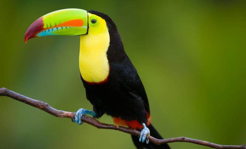 Zip Line and Belize  Zoo with Lunch
