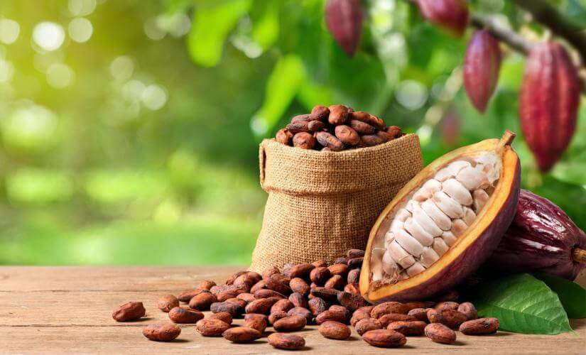 Chocolate Experience & The Croc Skywalk (Exclusively for Distinctive Voyages)