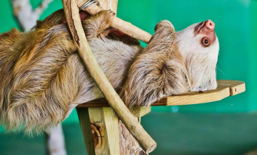 Sloth Sanctuary and Gamboa Rainforest Reserve from Colon