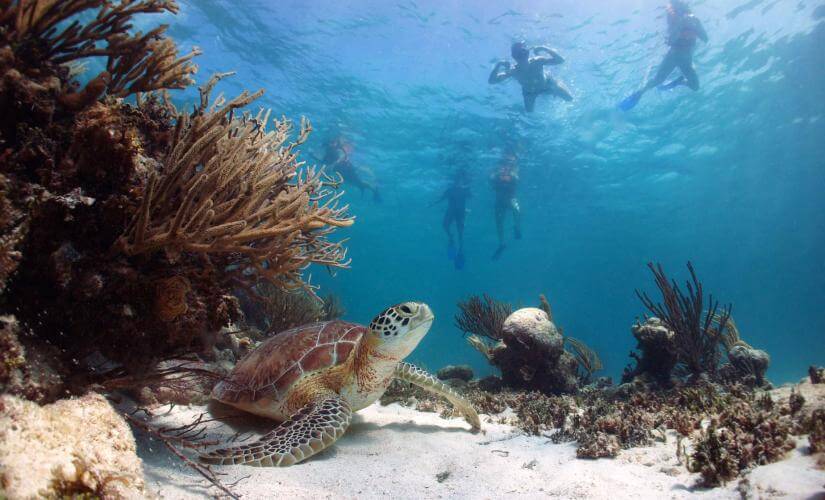 Turtle Bay and El Cielo Catamaran Snorkel in Cozumel