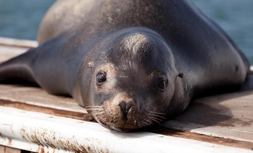 Sea Lion Encounter in Cozumel Chankanaab Park - Cruise Excursions