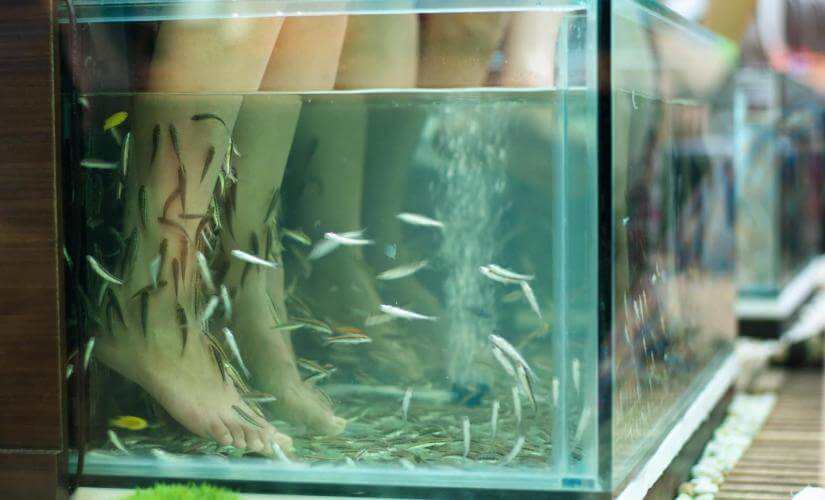 Serene Fish Spa and Beach Break