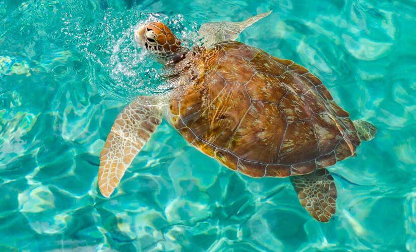 Private Turtle and Starfish Catamaran Snorkel at Turtle Bay and El Cielo