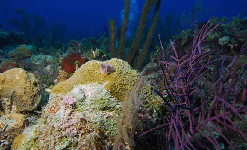 Cozumel Triple Reef Snorkeling Adventure
