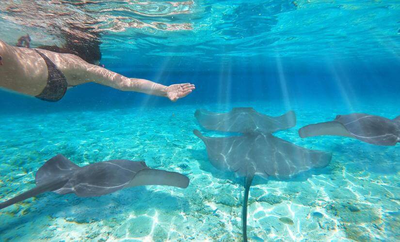 Stingray and Shark Snorkel with BBQ Lunch