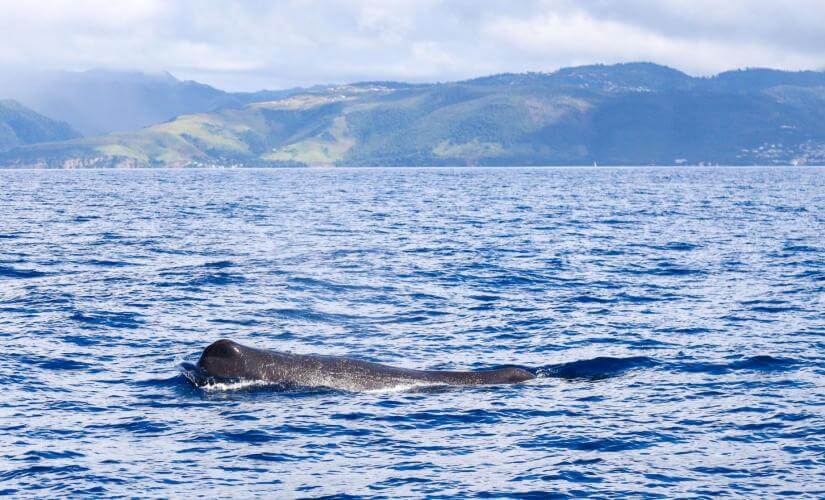 Private Whale Watching from Roseau