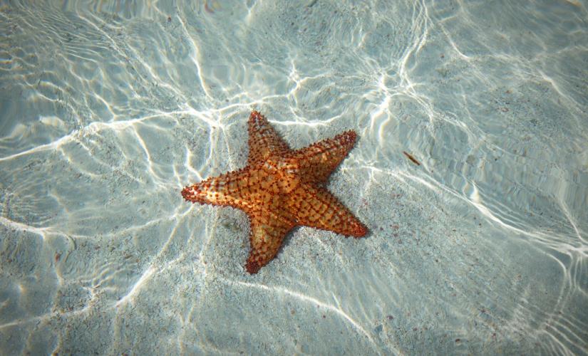 Mangroves and Starfish