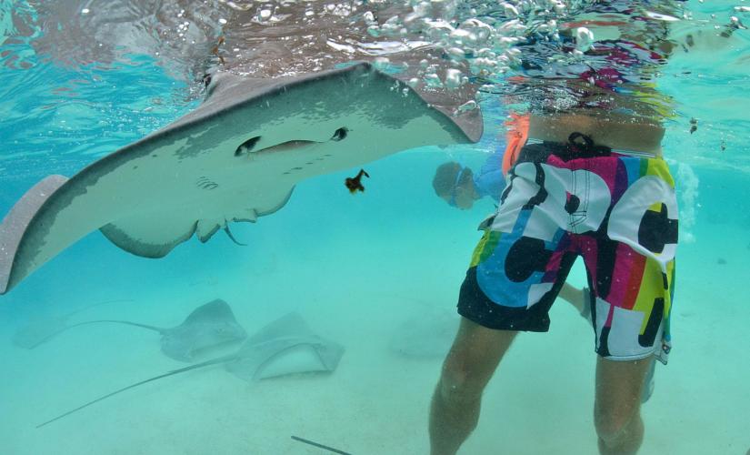 Snorkeling Day Trip in the Bahamas at Stingray City & Coral Gardens