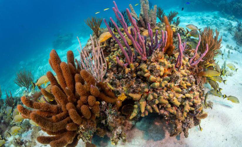 Private Half Day Grand Cayman Catamaran with Snorkel Stops