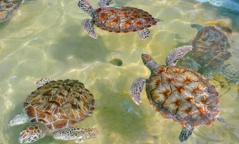 Grand Cayman Icons - Turtles, Hell & Seven Mile Beach with Private Transportation and Guide (Crystal Cruise and Conference 2024)