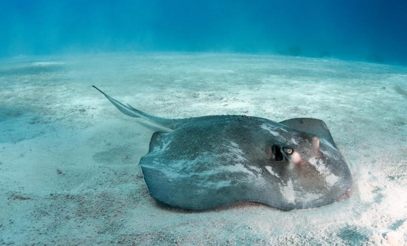 Private Conch Dive, Gibbs Cay & Stingray Adventure (Vacations To Go Singles)