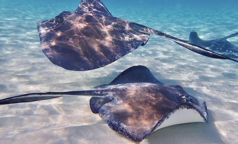 Private Snorkel Charter (Up to 10 Guests)
