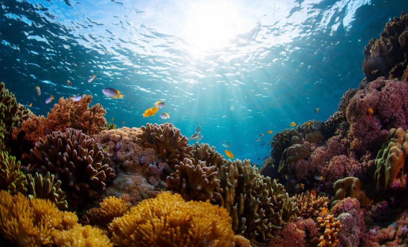 Great Florida Reef and Margaritas in Key West (Florida Keys Reef Tract)