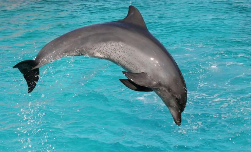 Dolphin Watch and Snorkel Stop in Key West (Gulf of Mexico, National Wildlife Refuge)