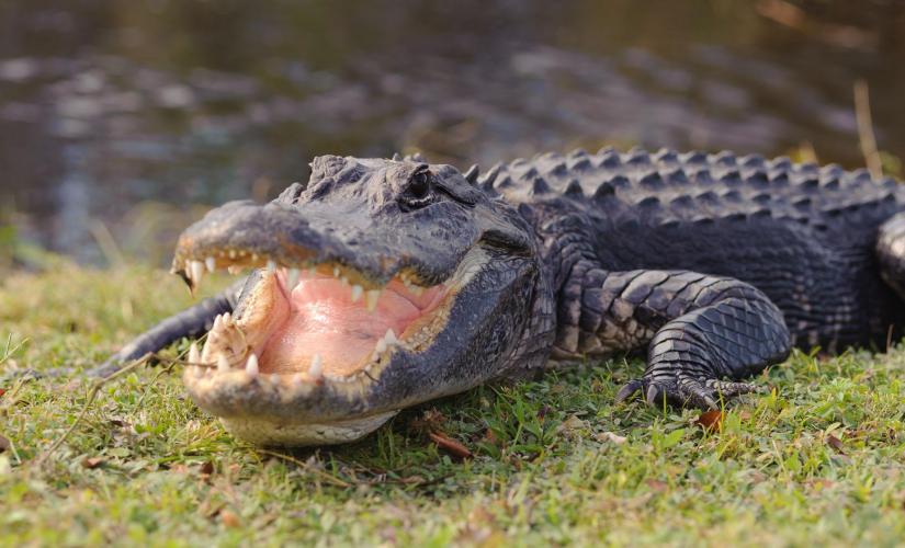 Biscayne Bay Sightseeing Cruise and Miami Everglades Airboat Tour