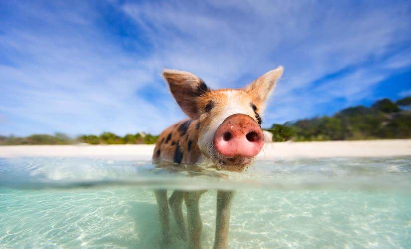 Snorkeling, Sea Turtles, and Swimming Pigs