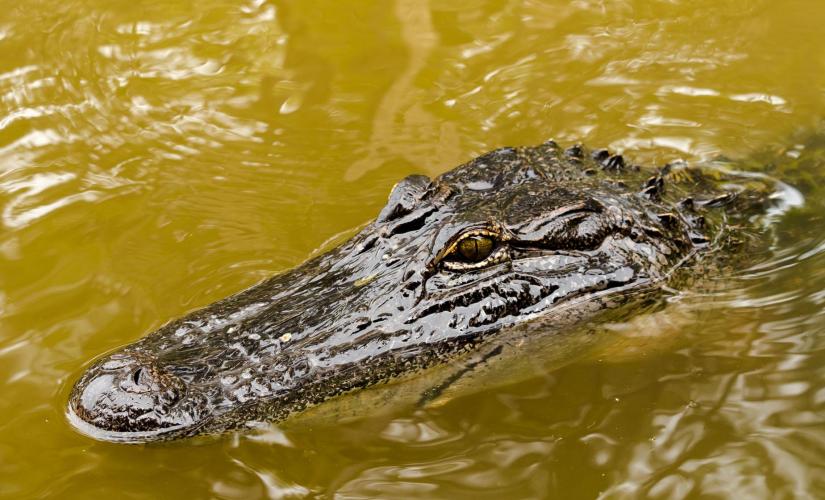 Honey Island Swamp Day Tour in New Orleans (Honey Island Swamp Monster)