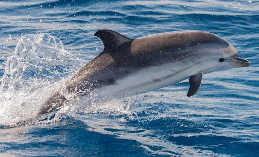 Clearwater Day Trip and Dolphin Encounter with Transport from Orlando (Compass Island)