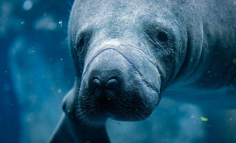 Crystal River Manatee Swimming Adventure in Orlando Florida (Homosassa State Park)