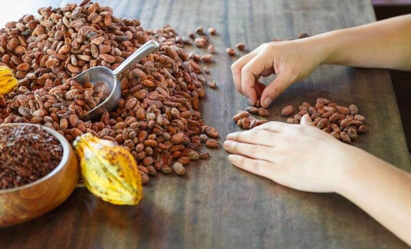 Costa Rica Chocolate Workshop and Wildlife Safari from Puntarenas