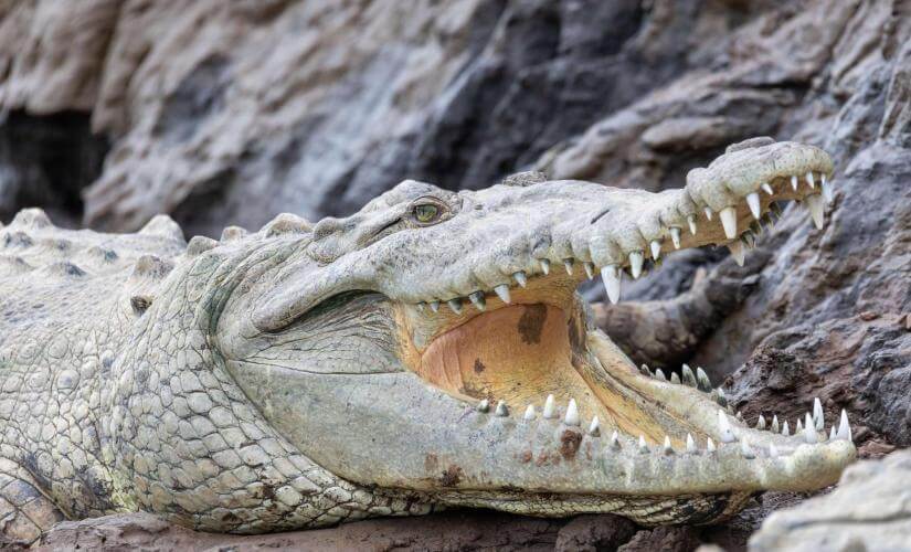 Eco Horseback and Crocodile River Safari from Puntarenas