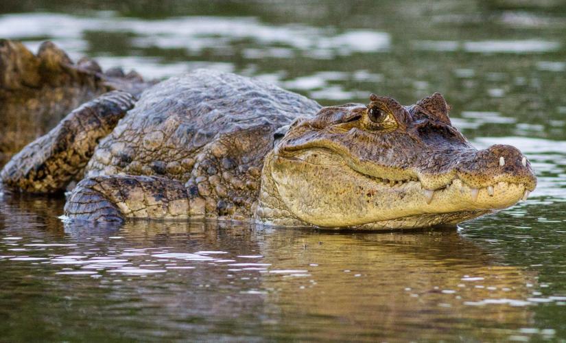 Amazing Wildlife and Rainforest Adventure